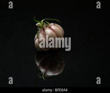 Bulbo d'aglio su cucina in marmo scuro Foto Stock