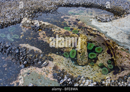 Un pool di marea riempito di anemoni di mare e le cozze sulla West Coast Trail sull'Isola di Vancouver, British Columbia, Canada Foto Stock