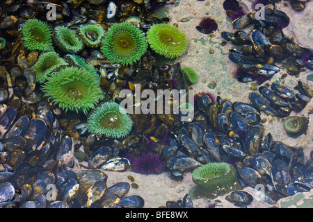 Un pool di marea riempito di anemoni di mare e le cozze sulla West Coast Trail sull'Isola di Vancouver, British Columbia, Canada Foto Stock