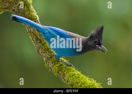 Un Steller Jay (Cyanocitta stelleri) posatoi su un ramo di muschio in Victoria, Isola di Vancouver, British Columbia, Canada Foto Stock