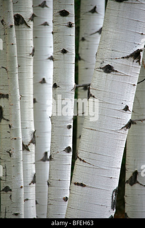 Close-up di tronchi di alberi in Aspen Grove in Alberta, Canada Foto Stock