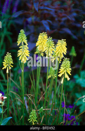 Close up di un intrico di giallo red hot poker. Foto Stock