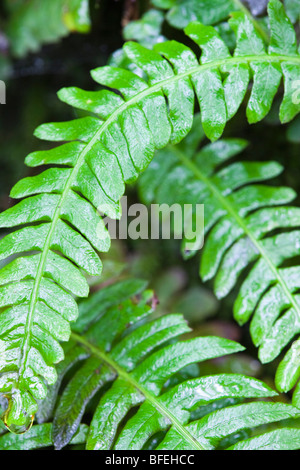 Disco; felce Blechnum spicant; Cornovaglia Foto Stock