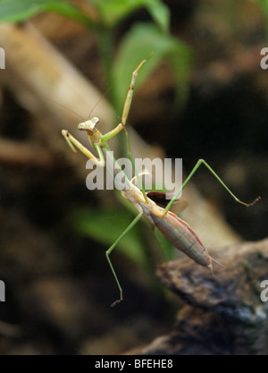 Il cinese Mantis, Tenodera sinensis, Mantidae, Mantodea. Cina, Thailandia, Sud-est asiatico. Foto Stock