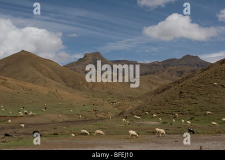 Pecore pascolano nei pressi di Tizi nTichka pass, uno di più alta altitudine strade attraverso le montagne Atlas in Marocco Foto Stock