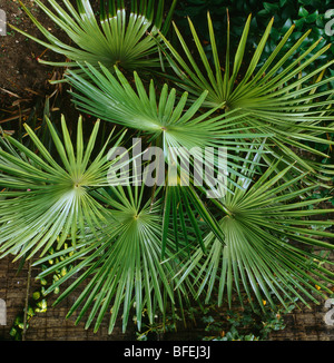 Close-up di verdi fronde di mulino a vento-palm. Foto Stock