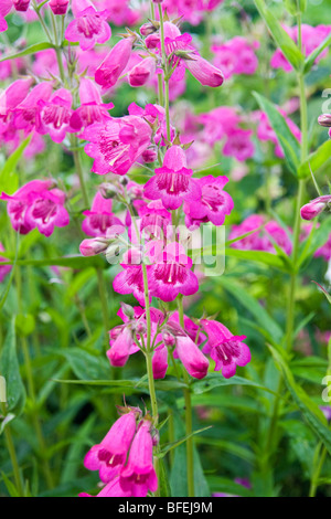 Penstemon rosa Foto Stock