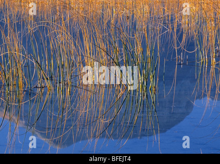 Reeds lungo la riva del lago Maskinonge, Parco Nazionale dei laghi di Waterton, Alberta, Canada Foto Stock