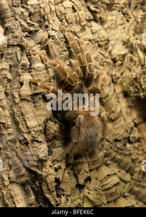 Brasiliano rosa salmone Bird Eating Tarantola ragno, Lasiodora parahybana, Theraphosidae, Brasile, Sud America Foto Stock