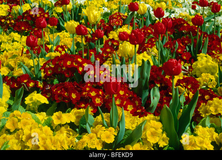 Close-up di rosso e giallo primula polyanthus nella primavera del confine con tulipani rossi Foto Stock