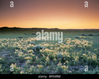 Campo di orzo di coda di volpe nel blocco West, praterie National Park, Saskatchewan, Canada Foto Stock