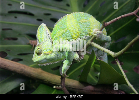 Yemen velata Chameleon aka cono-guidato Chameleon o Casqued Camaleonte Chamaeleo calyptratus, Arabia Saudita e lo Yemen Foto Stock