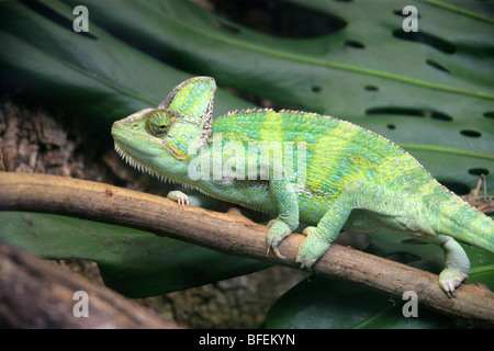 Yemen velata Chameleon aka cono-guidato Chameleon o Casqued Camaleonte Chamaeleo calyptratus, Arabia Saudita e lo Yemen Foto Stock