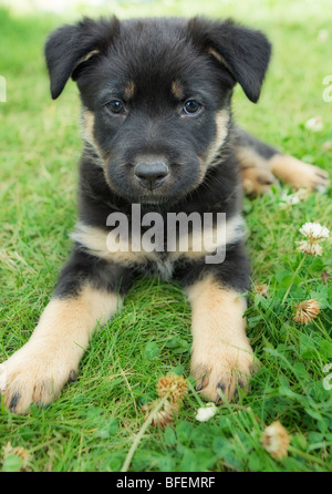 Ritratto di razza mista 8 settimane vecchio cucciolo Foto Stock