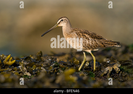 A breve fatturate (dowitcher Limnodromus griseus) off Oak Bay, Victoria, Isola di Vancouver, British Columbia, Canada Foto Stock