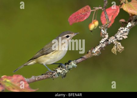 Ramage vireo sulla Pacific crab apple pesce persico Victoria, Isola di Vancouver, British Columbia, Canada Foto Stock