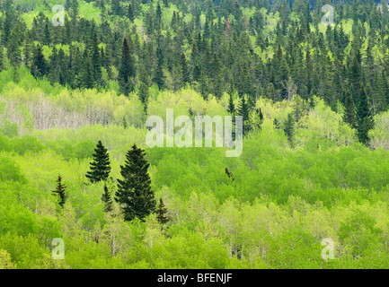 Bosco misto, Bow Valley Provincial Park, Kananaskis Country, Alberta, Canada Foto Stock