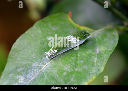 Orchid coda forcuta Butterfly Caterpillar, Papilio aegeus, Papilionidae, Australia. Camuffati da bird cadere sulla foglia. Foto Stock