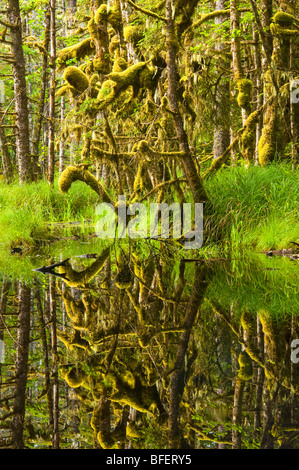 Palude, Naikoon Provincial Park, Queen Charlotte Islands, British Columbia, Canada Foto Stock