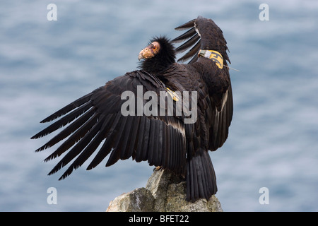 California condor (Gymnogyps californianus), prendere il sole, la costa centrale della California, Stati Uniti d'America Foto Stock