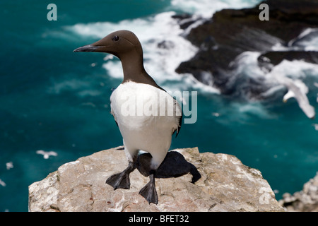 Murre comune (Uria aalge), adulto in allevamento piumaggio, Cape Santa Maria della riserva ecologica, Terranova, Canada Foto Stock