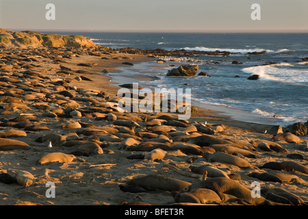 Northern elephant guarnizioni (Mirounga angustirostris) a colonia di allevamento, PIEDRAS BLANCAS, CALIFORNIA, STATI UNITI D'AMERICA Foto Stock