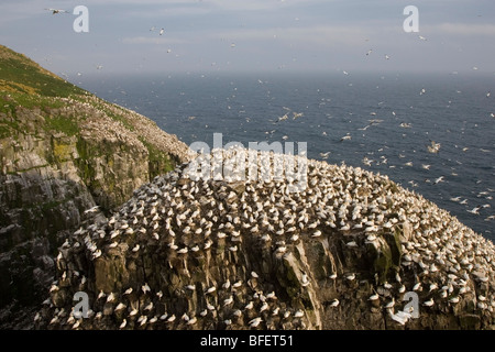 Northern gannet (Morus bassanus) colonia nidificazione su molto ventoso giorno Bird Rock Cape Santa Maria della Riserva Ecologica Terranova Cana Foto Stock
