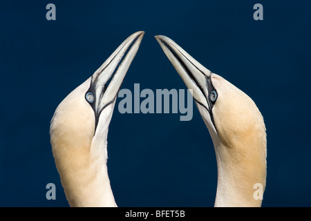 Northern gannet (Morus bassanus) bill scherma come parte della coppia di display di incollaggio Bonaventura Isola Bonaventure Island e Perce Ro Foto Stock