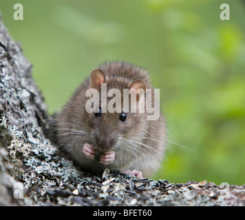 Norvegia (ratto Rattus norvegicus) mangiare semi, Grand Manan Island, New Brunswick, Canada Foto Stock