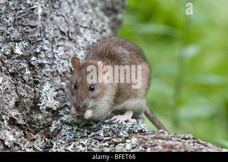 Norvegia (ratto Rattus norvegicus) mangiare semi, Grand Manan Island, New Brunswick, Canada Foto Stock