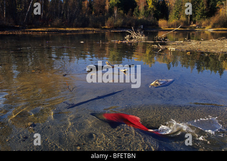 Il Salmone Sockeye (Oncorhynchus nerka) durante la caduta eseguire la deposizione delle uova, Adams River, British Columbia, Canada Foto Stock