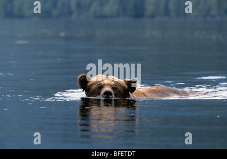 Maschio adulto orso grizzly (Ursus arctos horribilis) nuoto attraverso un ingresso di acqua salata Khutzeymateen Orso grizzly Santuario British Foto Stock