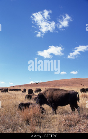 Pianure (Bison bison bison bison), Custer State Park, il Dakota del Sud, STATI UNITI D'AMERICA Foto Stock