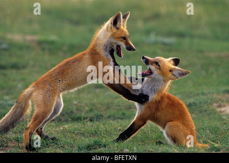 Rosso i cuccioli di volpe (Vulpes vulpes) giocando vicino a Maple Creek, Saskatchewan, Canada Foto Stock