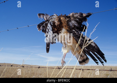 Northern harrier (Circus cyaneus) infilzata su filo spinato nei pressi di praterie National Park, Saskatchewan, Canada Foto Stock