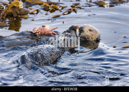 California sea otter (Enhydra lutris nereis), femmina e pup mangiare Red Rock granchio, baia di Monterey, California, Stati Uniti d'America Foto Stock