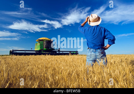 Il contadino si affaccia sul suo raccolto pronto frumento invernale raccolto con la sua mietitrebbia in background nei pressi di Winkler Manitoba Canada Foto Stock