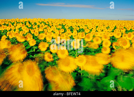 Windy girasole (Helianthus annuus) campo vicino a Winnipeg, Manitoba, Canada Foto Stock