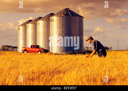 Un agricoltore controlla la sua coppia di grano di inverno il raccolto di grano deposito bidoni in background vicino a Carey, Manitoba, Canada Foto Stock