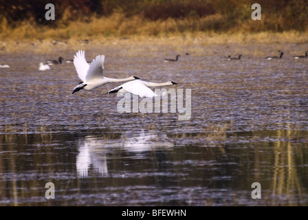 Una coppia di Trumpeter swans (Cygnus buccinatore) prendere il volo su un laghetto, Isola di Vancouver, British Columbia, Canada Foto Stock