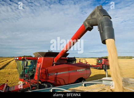 Una mietitrebbia si svuota di avena in un'azienda carrello durante il raccolto nei pressi di Dugald, Manitoba, Canada Foto Stock