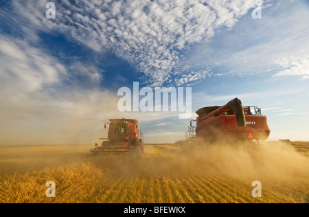 Due le trebbiatrici mietitrebbia opera in un campo di swathed avena (Avena sativa) nei pressi di Dugald, Manitoba, Canada Foto Stock