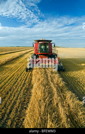 Una mietitrebbia raccolti swathed avena nei pressi di Dugald, Manitoba, Canada Foto Stock