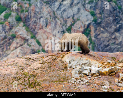 Giovane femmina orso grizzly (Ursus arctos horribilis) sulla parte superiore di una formazione di roccia denominato Roche Moutonnee creato dal passaggio di un Foto Stock