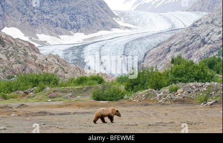 Giovane femmina orso grizzly (Ursus arctos horribilis) Passeggiate sul fiume appartamenti Berendon ghiacciaio Montagne Costiere British Columbia C Foto Stock