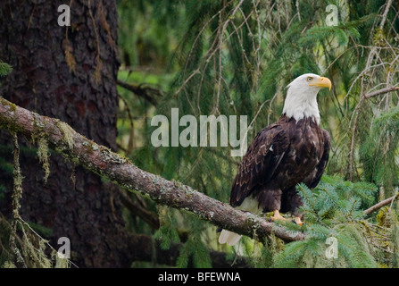 Adulto aquila calva (Haliaeetus leucocephalus) arroccato in Sitka Abete (Picea sitchensis) Pesce Creek Tongass National Forest Alaska Foto Stock