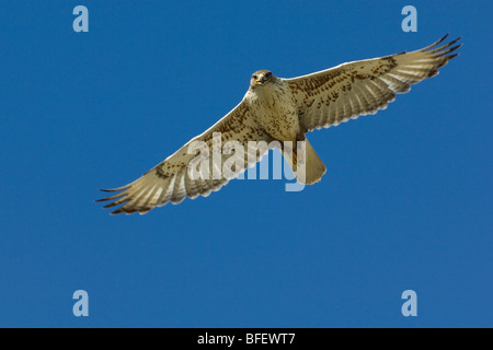 Falco ferruginosa (Buteo regalis) caccia, grande colline di sabbia, Saskatchewan, Canada Foto Stock