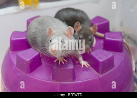 Due curiose giovani ratti pet (Rattus norvegicus) sulla parte superiore della loro casa igloo, Saskatchewan, Canada Foto Stock