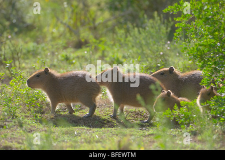 Giovani Capybaras, (Hydrochoerus hydrochaeris) Laguna Negra, Rocha, Uruguay Sud America Foto Stock