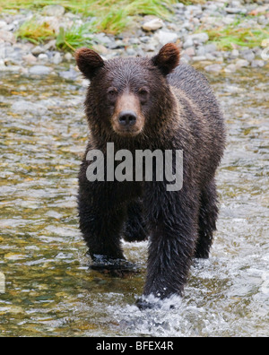 Orso grizzly (Ursus arctos horribilis) capretti.. Tongass National Forest Alaska Stati Uniti d'America. Foto Stock